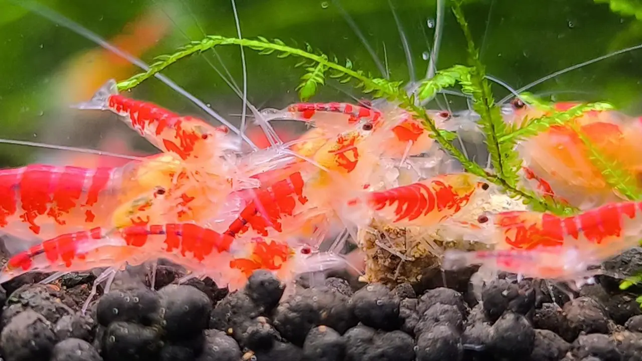 Red Calceo